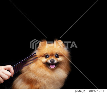 image of dog hairbrush hand dark background 80974264