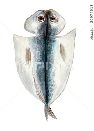 アジの開き表の水彩イラストのイラスト素材 [80974613] - PIXTA