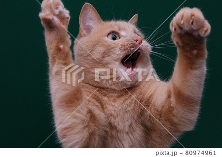 cat with its front paws raised up and mouth open. 80974961