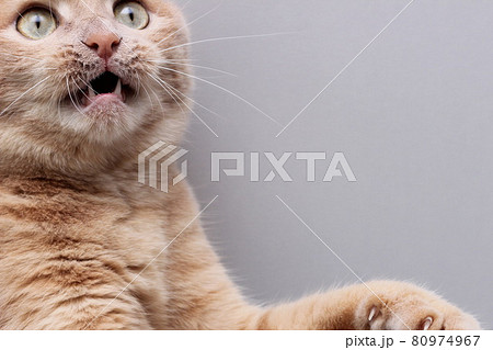 A frightened red cat with an open mouth and bulging eyes. 80974967