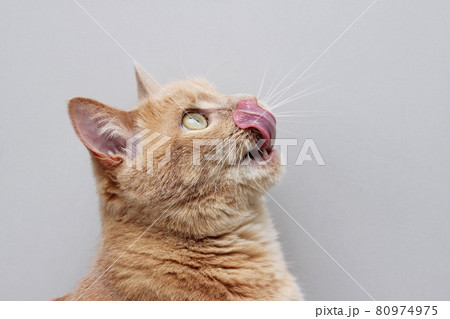 The red cat licks her lips. Cat's tongue close-up. 80974975