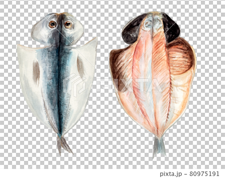 アジの開き表と裏の水彩イラスト 80975191