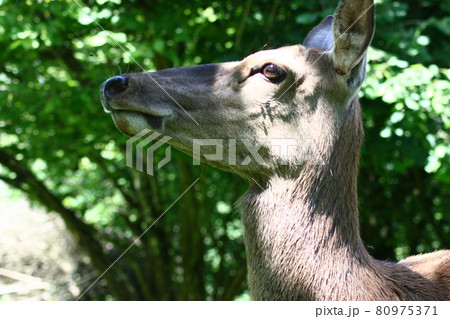 female elk (Cervus canadensis) female elk (Cervus canadensis) 80975371