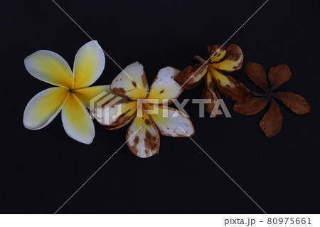 Tropical flower from blossom till death. Wilted flower. 80975661