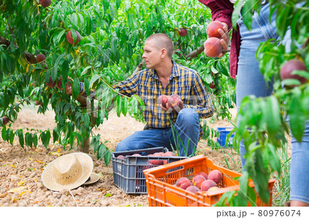 Successful male owner of orchard gathering harvest of ripe peaches on day 80976074