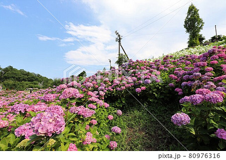 かざはやの里　あじさいまつり 80976316