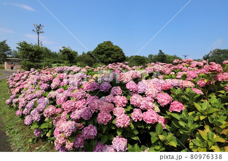かざはやの里 あじさいまつり かざはやの里 あじさいまつり 80976338