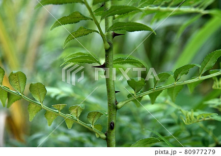 イヌザンショウのとげ 80977279