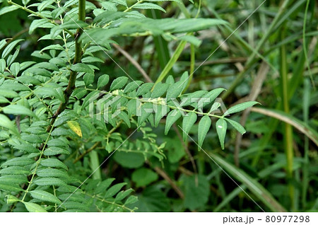イヌザンショウの葉 80977298