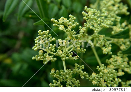 イヌザンショウの花 80977314
