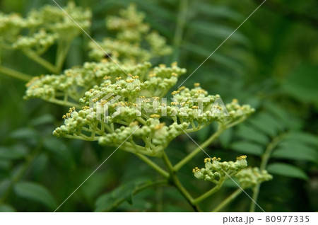 イヌザンショウの花 80977335