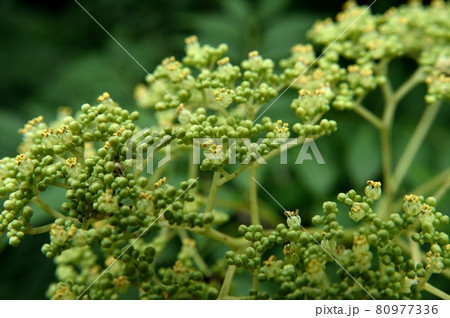 イヌザンショウの花 イヌザンショウの花 80977336