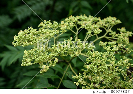 イヌザンショウの花 80977337