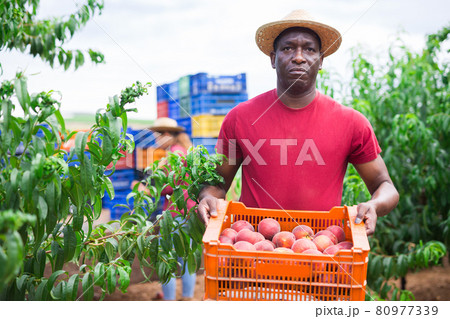 Portrait of african american hired worker with crate of peaches Portrait of african american hired worker with crate of peaches 80977339