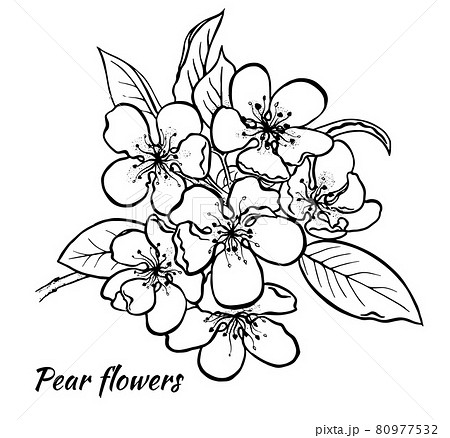 Spring pear inflorescenc Freehand ink vector eps 10 80977532