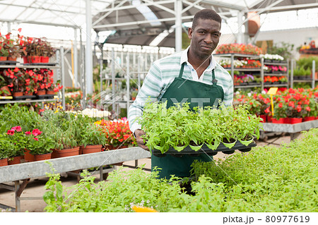 Florist cultivating potted ornamental houseplants 80977619