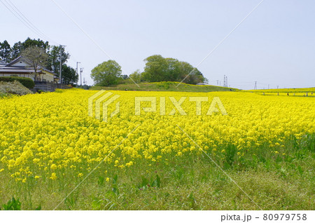 春、百花繚乱、輝くような美しい黄色い菜の花 80979758