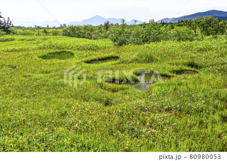 夏の弥陀ヶ原（立山） 80980053