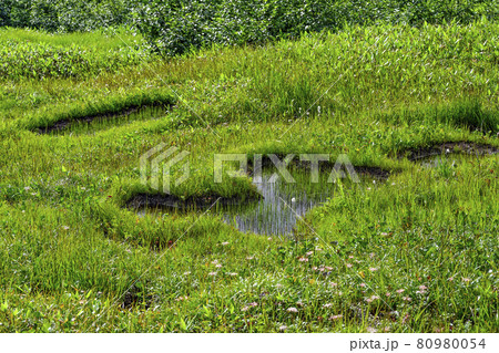 夏の弥陀ヶ原（立山） 80980054