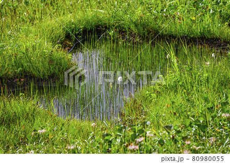 弥陀ヶ原（立山）のワタスゲ 80980055