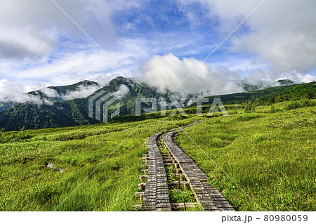 夏の弥陀ヶ原（立山） 80980059