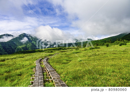 夏の弥陀ヶ原（立山） 80980060