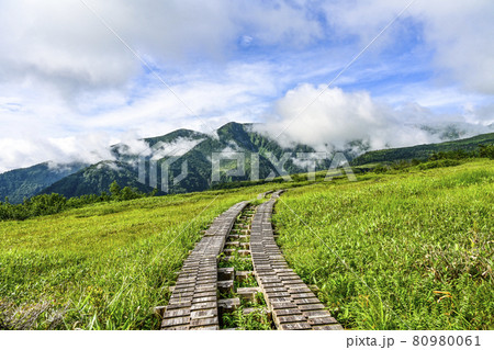 夏の弥陀ヶ原（立山） 80980061