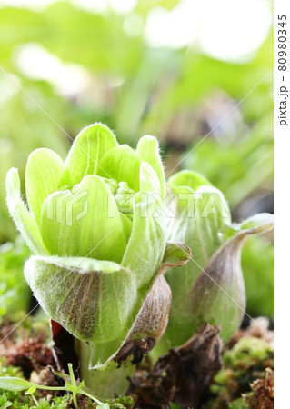 フキノトウ　フキの花芽　山菜　春の味覚　クローズアップ 80980345