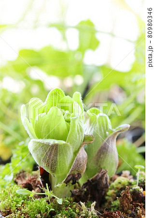 フキノトウ フキの花芽 山菜 春の味覚 クローズアップ フキノトウ フキの花芽 山菜 春の味覚 クローズアップ 80980346