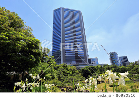 東京 港区 旧芝離宮恩賜庭園から見た東京ポートシティ竹芝 東京 港区 旧芝離宮恩賜庭園から見た東京ポートシティ竹芝 80980510