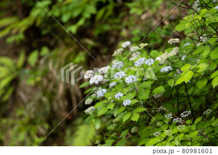 鈴鹿山中に咲くコアジサイの花 鈴鹿山中に咲くコアジサイの花 80981601