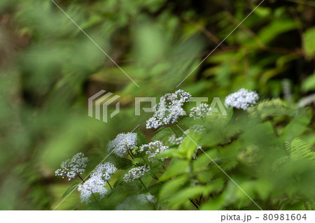 鈴鹿山中に咲くコアジサイの花 鈴鹿山中に咲くコアジサイの花 80981604