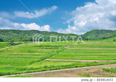【棚田百選 大笹波水田】  石川県羽咋郡志賀町笹波ナ 80981643
