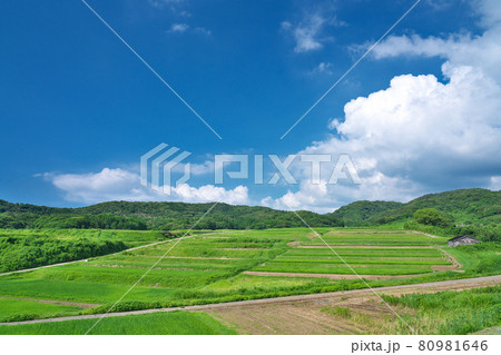 【棚田百選 大笹波水田】  石川県羽咋郡志賀町笹波ナ 80981646