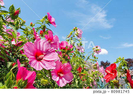 滋賀　水の森公園のハイビスカス 80981745