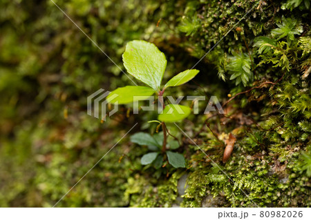 苔の岩肌に張り付くように伸びる小さな木の芽 苔の岩肌に張り付くように伸びる小さな木の芽 80982026