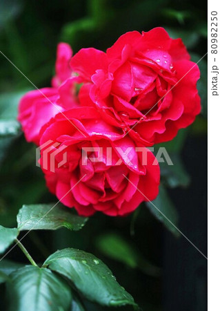 雨上り、赤いバラの花咲く 雨上り、赤いバラの花咲く 80982250