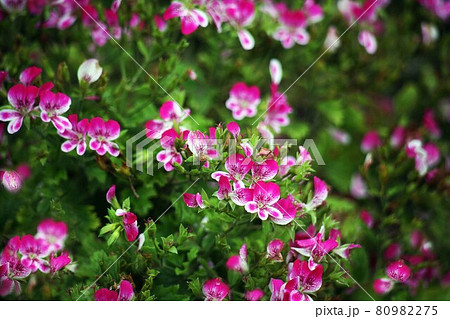 ベラルゴニウム 紅と白色の花 ベラルゴニウム 紅と白色の花 80982275