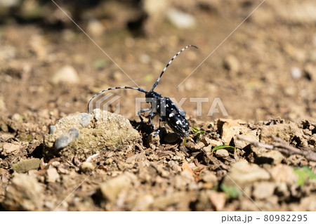カミキリムシ 80982295