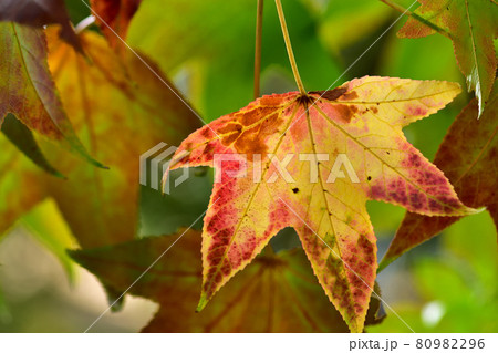 モミジバフウの紅葉 80982296