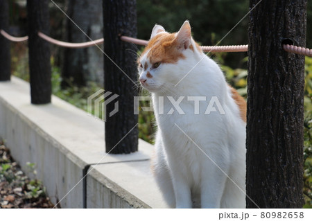 猫の横顔 80982658
