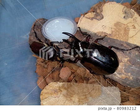 遂に開戦か!コーカサスVSカブトムシ 遂に開戦か!コーカサスVSカブトムシ 80983212