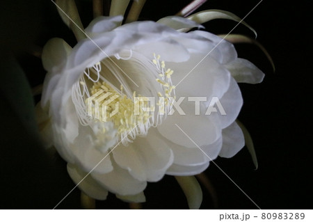 月下美人の花 80983289