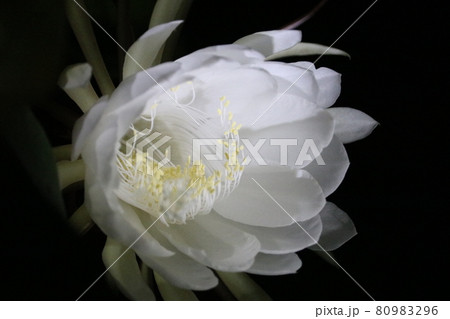 月下美人の花 80983296
