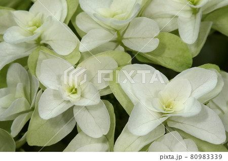 自然　植物　カシワバアジサイ、花びらに見えるのは萼片。中心に小さな花があるはずですが・・・ 80983339