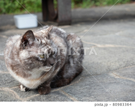 白黒のサビ柄の野良猫 白黒のサビ柄の野良猫 80983364
