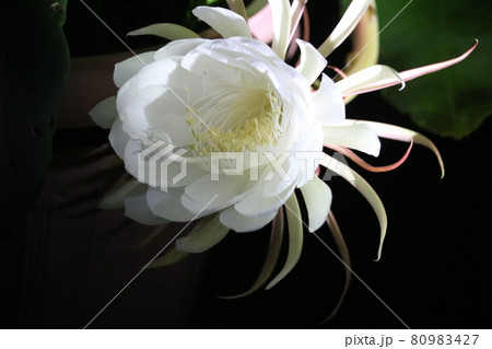月下美人の花 月下美人の花 80983427