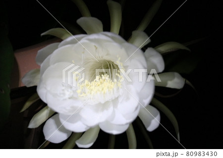きれいな月下美人の花 80983430