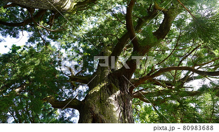 夏の和歌山　熊野古道　大門坂 80983688