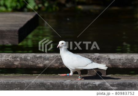 木道を歩きまわる白いハト 80983752